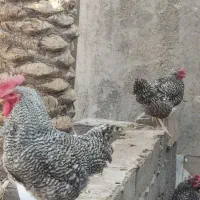 تخم مرغ نطفه دار امروک