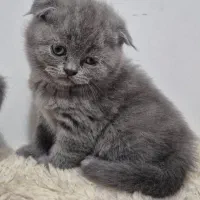 بچه گربه اسکاتیش اصیل