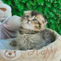 اسکاتیش چشم سبز|گربه|بوشهر, |دیوار