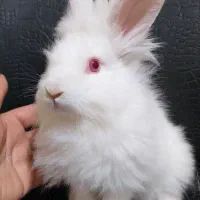 واگذاری رایگان چند تا بچه خرگوش زیبا و بازیگوش