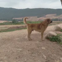 سگ گوسفندی|سگ|آزادشهر, |دیوار