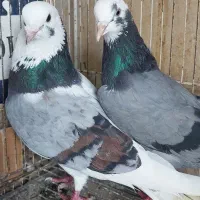 پرنده سرای داش حسن