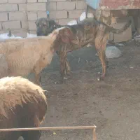 قیمت 17|سگ|تربت‌حیدریه, بالا ولایت|دیوار