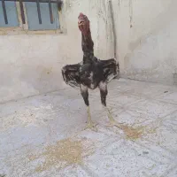 مرغ و خروس لاری اصل