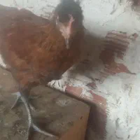 جوجه گلین های  اصل ۲ ماهه