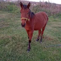 فروش اسب|اسب و تجهیزات اسبسواری|لاهیجان, بازکیاگوراب|دیوار