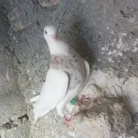 جفت نر کفتر