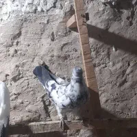 کبوتر|پرنده|اسلام‌شهر, شهرک طالقانی|دیوار