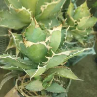 اگاو تیتانوتا دراگون کلاو