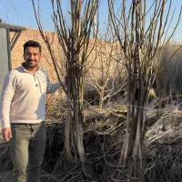 فروش نهال گردو ، بادام ، سیب / نهالستان مجوز دار