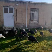 بوقلمون|حیوانات مزرعه|اردبیل, |دیوار