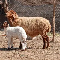 بره گوسفند