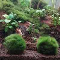 خزه موس بال