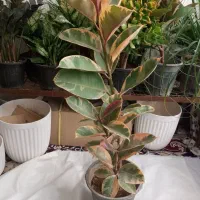 گل طبیعی|گل و گیاه طبیعی|مشهد, مهدی آباد|دیوار