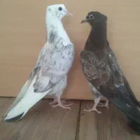 تعدادی جوجه پرشی (با عکس پدر و مادراشون)