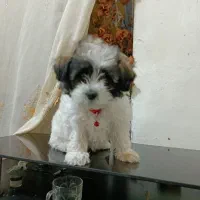 سگ پاکوتا باهوش و بامزه