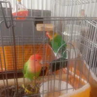 یک جفت کوتوله جوان