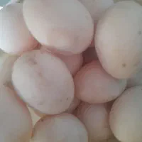 تخم اردکی|حیوانات مزرعه|لاهیجان, طالقانی|دیوار