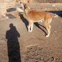 یک سگ گله ای|سگ|سمنان, |دیوار