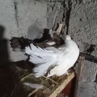 یک جفتکفتر دم چتر دو جفت زینتی چنتا پرشی ضمانتی