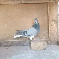 خرقه روس  دمگیر خرقه کیپ|پرنده|اصفهان, شاه پسند|دیوار