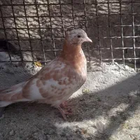 کبوتر پرشی|پرنده|هشتگرد, خور|دیوار