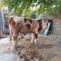 گوساله سیمینتال