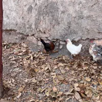 مرغ خروس رسمی|حیوانات مزرعه|قم, دورشهر|دیوار