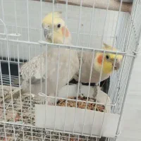 طوطی عروس هلندی