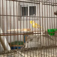 جفت قناری نر و ماده