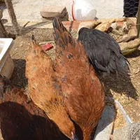 جوجه مرغ و خروس فروشی|کلکسیون و سرگرمی|سمنان, |دیوار