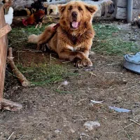 واگذاری سگ قدرجونی سرخ