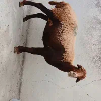 گوصفند جوان ۳ماه آبصتن