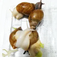 حلزون آلبینو مولد|خزنده|بیرجند, |دیوار