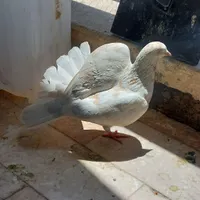 دوتا کفتر خوب  نرو ماده|پرنده|رودهن, |دیوار