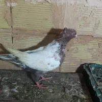 کبوتر کبوتر