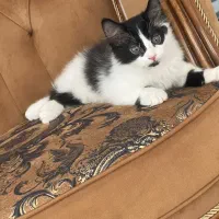 دوتا گربه
