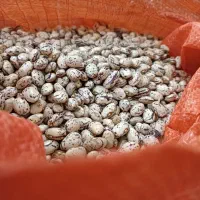 لوبیا چیتی درجه یک