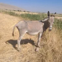 الاغ ماده سه سال به شرط گله ای وبسیار تند رو
