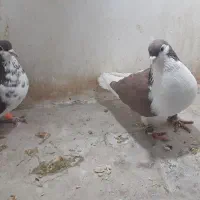 راست و ساده افشون پرشی و جوجه|پرنده|شیروان (خراسان), |دیوار