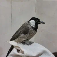 قناری بازیگوش