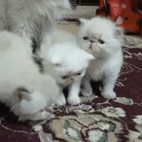 توله پرشین سفید عروسکی