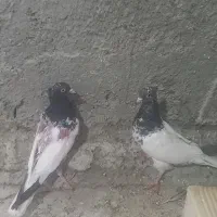 جوجه کله سیاه وکله دم سبز پرشی|پرنده|زیباشهر, |دیوار