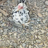 جفت جوجه کوشین|حیوانات مزرعه|کاشمر, |دیوار