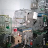 عروس هلندی جفت مولد به تعداد