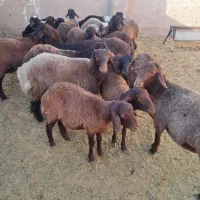 ۱۹راس بره نر افشار همو هترو|حیوانات مزرعه|مرودشت, تخت جمشید|دیوار