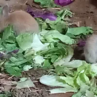 بچه خرگوش لوپ هلندی|موش و خرگوش|قم, شاه سید علی|دیوار