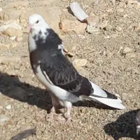 کبوترای اصیل قیمت تو متن نوشتم بخانید تشکر|پرنده|هشتگرد, شهرک اداری|دیوار