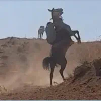 نریون چهار سال پرخون دمگیر|اسب و تجهیزات اسب‌سواری|خانمیرزا, |دیوار