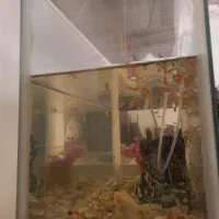 آکواریوم با ماهی با وسایل